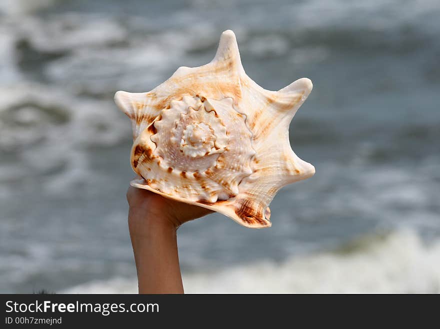 A beautiful giant sea shell at a beach