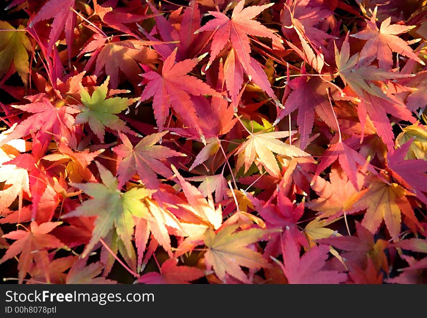 A background of red orange and yellow autumn leaves