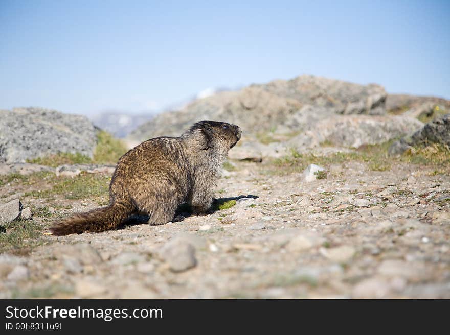 An alpine rodent living on a mountain top in Jasper National Park, Canada. An alpine rodent living on a mountain top in Jasper National Park, Canada.