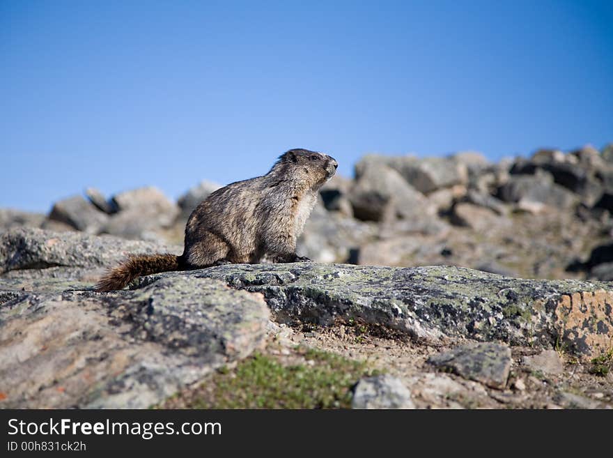 An alpine rodent living on a mountain top in Jasper National Park, Canada. An alpine rodent living on a mountain top in Jasper National Park, Canada.