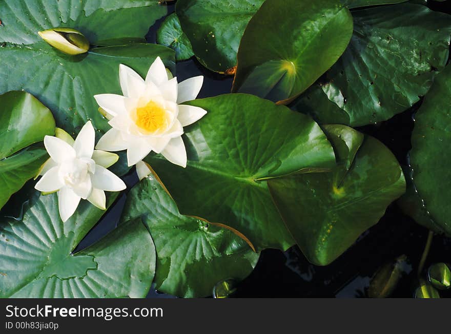 White flowers and leaves on water