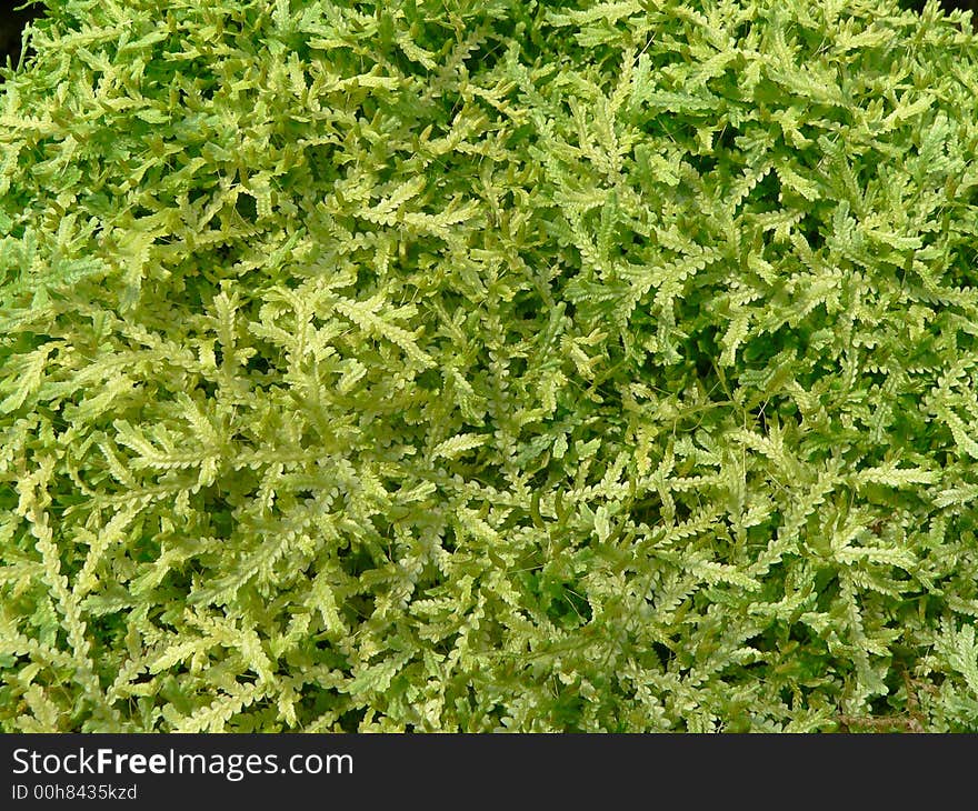 Leaf background - selaginella