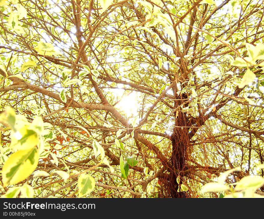 Photo taken under a tree with sun above the head