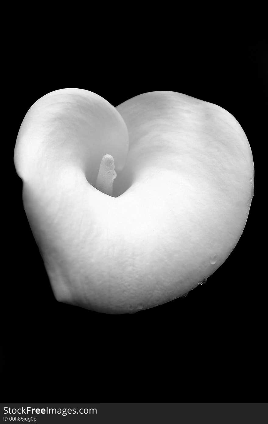 Dew Kissed Calla Lily Against Black Background. Dew Kissed Calla Lily Against Black Background