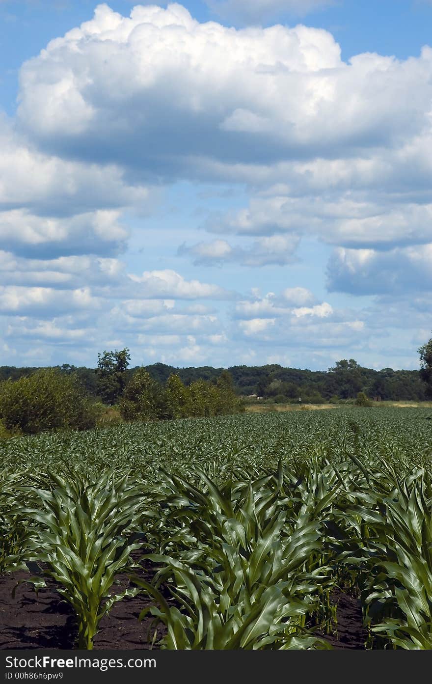 Colorful cloudscape corn field