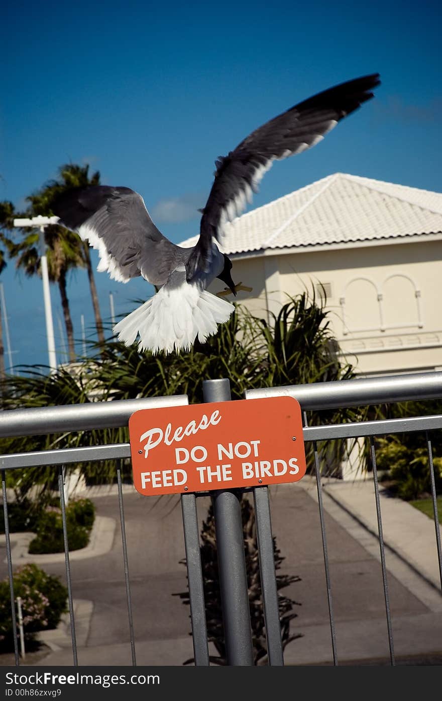 A seagull snatching a quick meal. A seagull snatching a quick meal.