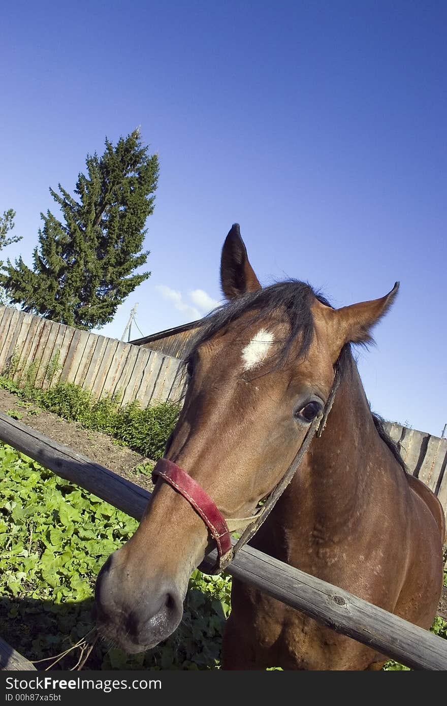 A horse portreit at a farm