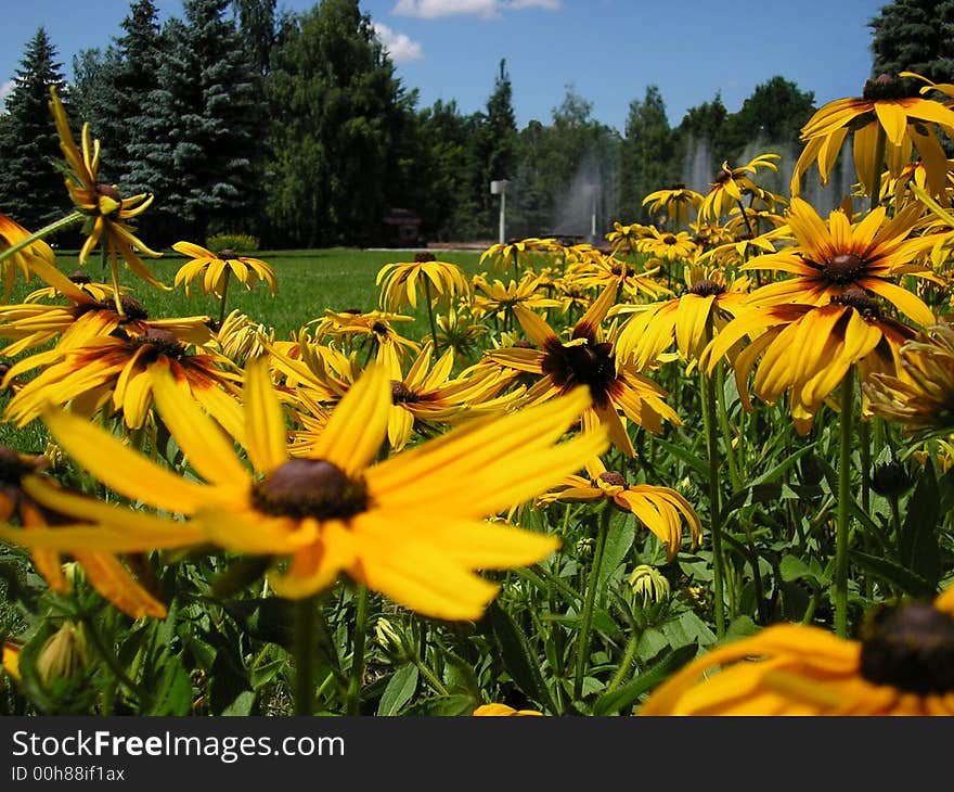 Flower bed in city park. Flower bed in city park