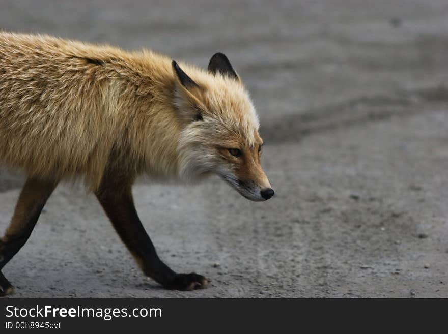 Wild Fox Portrait