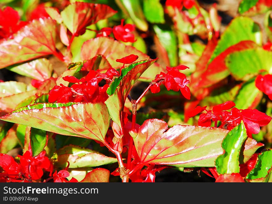 Dragons Tongue Plant