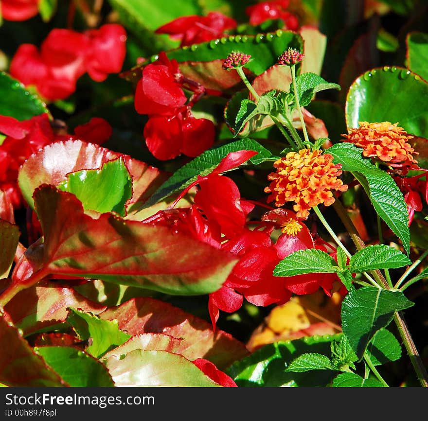 Dragons tongue plant