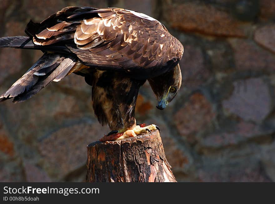 Eagle with a bag on a stump