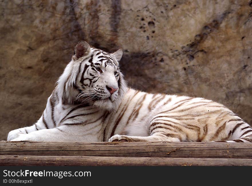 Portrait of lying bengal tiger