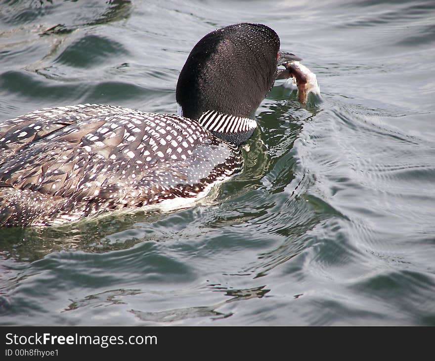 Loon With Fish