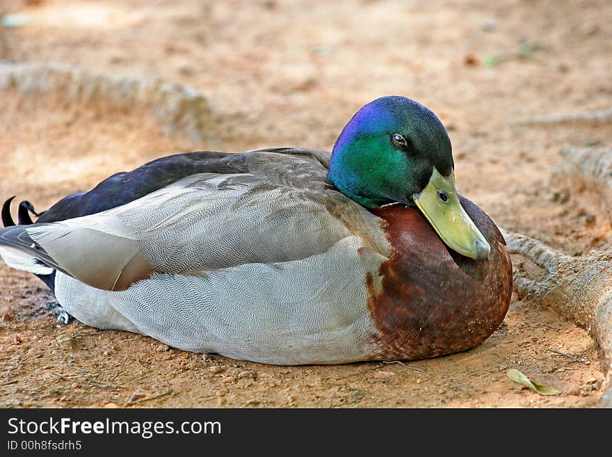 Sleepy Duck