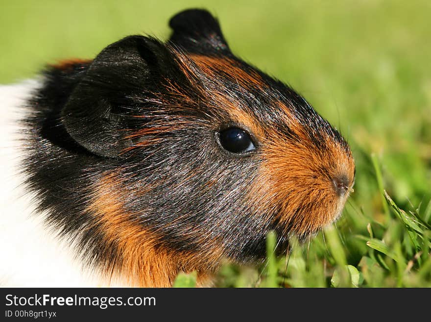 Portrait of guinea pig