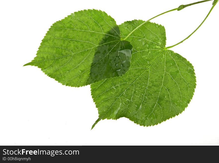 Structure of wet leaves isolated on white background