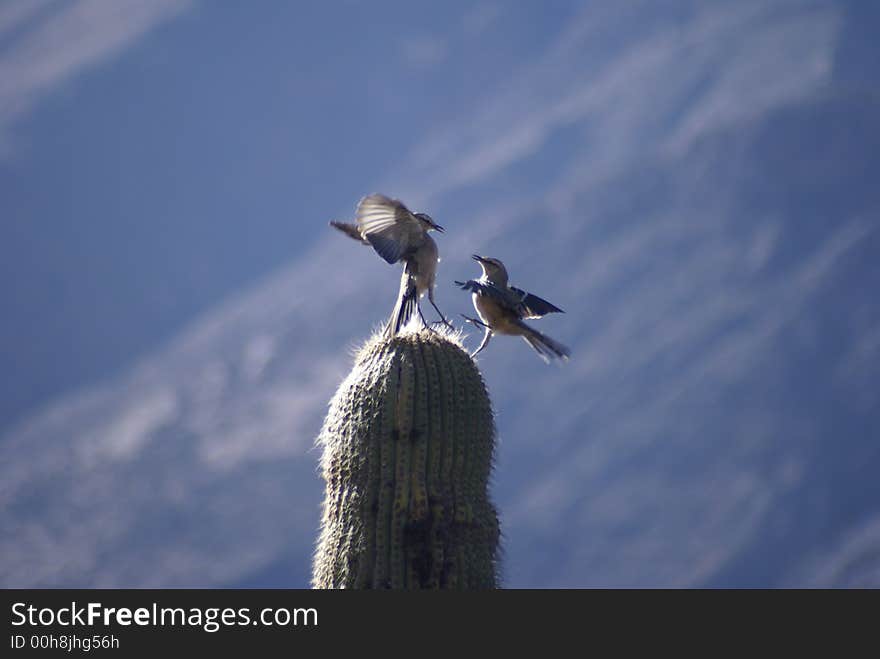 Birds fighting up in a cactus