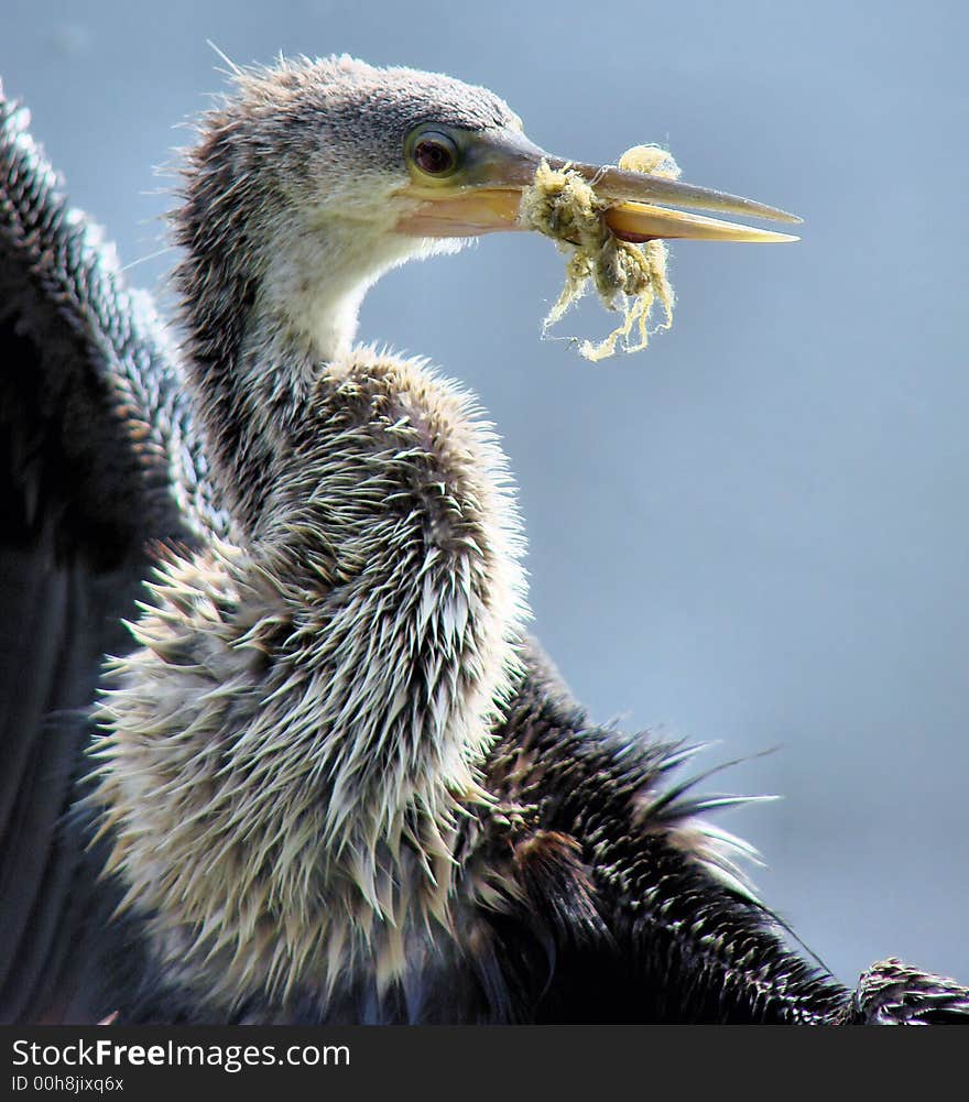 A closeup of a snakebird with a small section of fishing line in its beak. A closeup of a snakebird with a small section of fishing line in its beak.