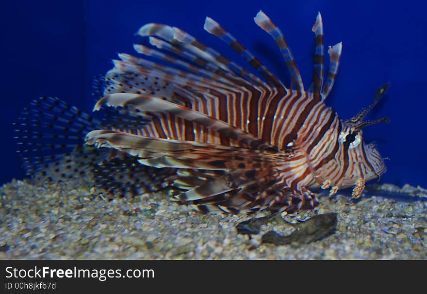 Lion fish