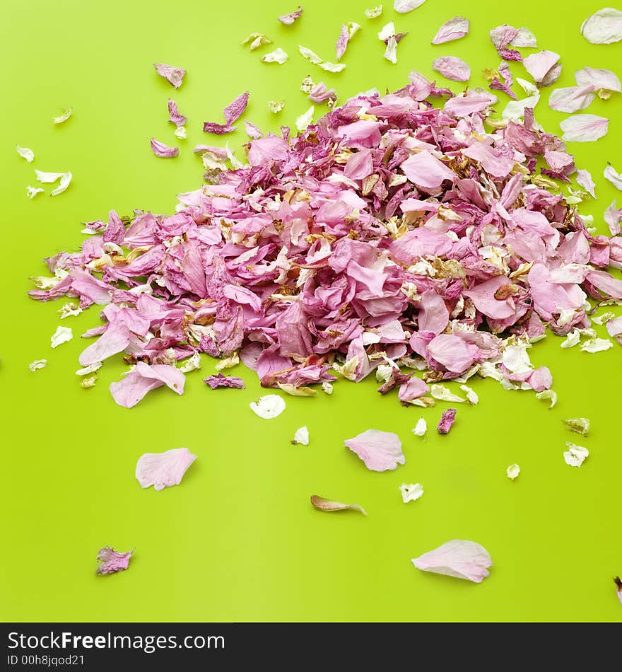 Japanese cherry leafs on green background