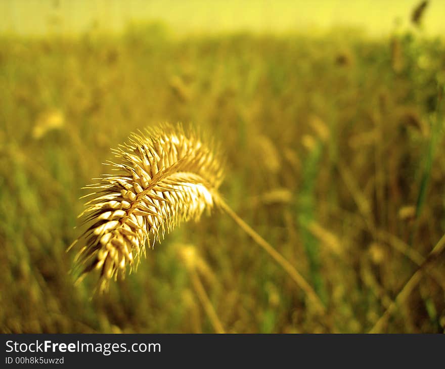 One cereal on a field in yellow