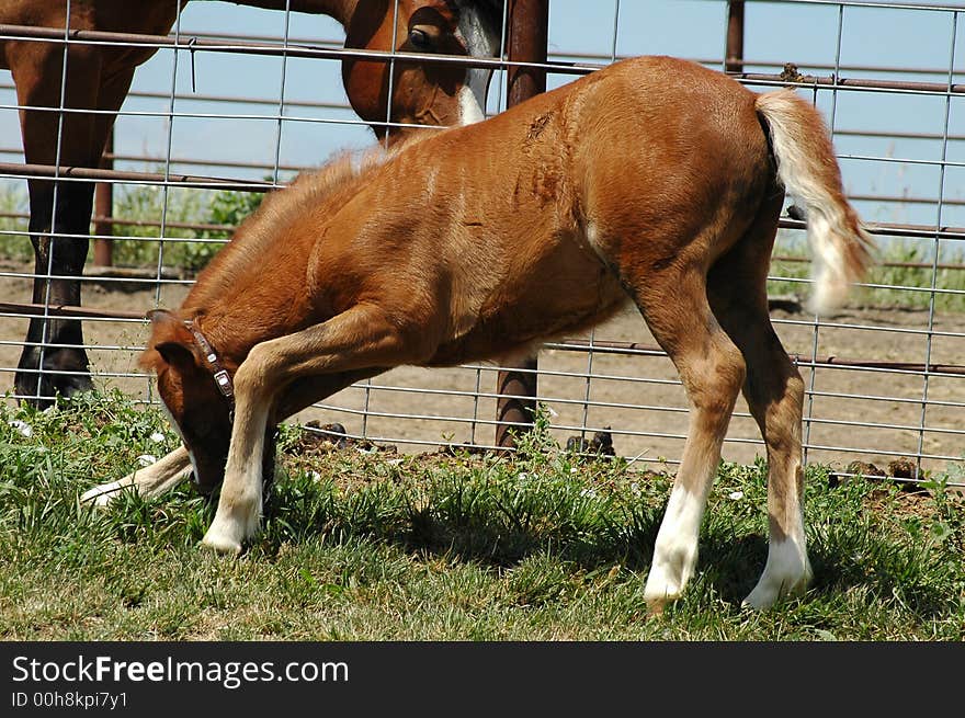 Young poy colt nibbling on grass while a neighboring horse watches. Young poy colt nibbling on grass while a neighboring horse watches.