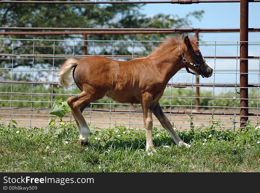 Pony colt frolicking in paddock.