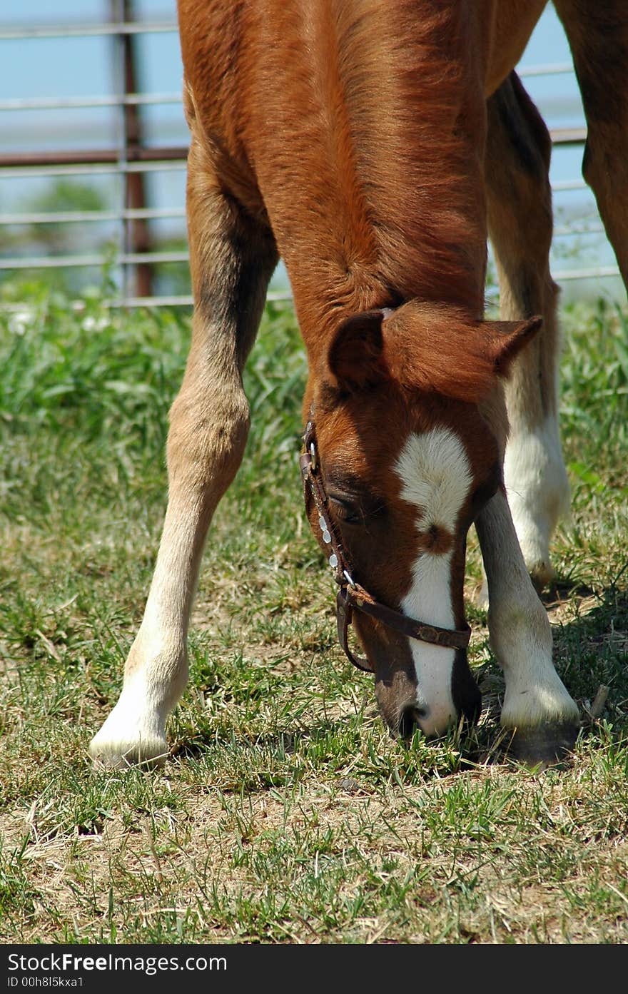 Pony colt eating grass