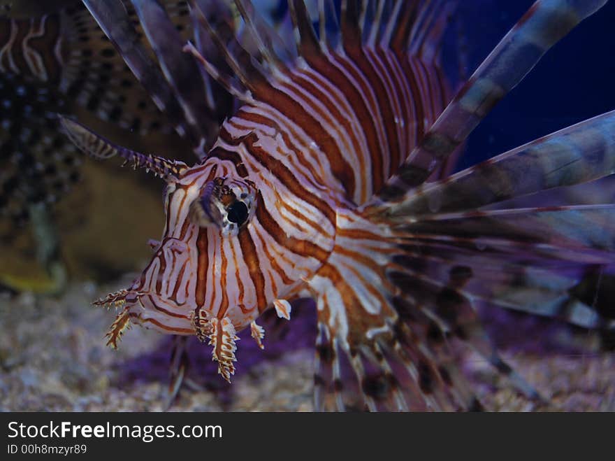 Lion fish