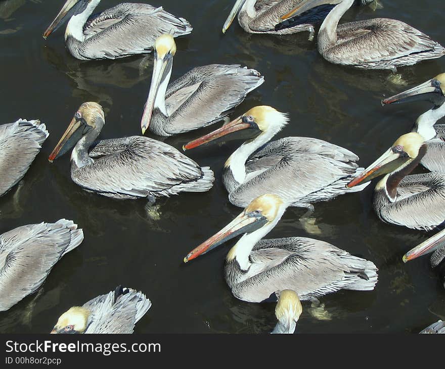 Orderly pelicans