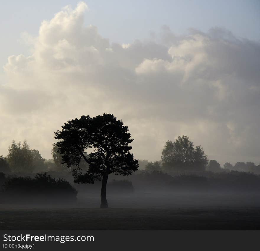 Early morning mist on Canada Common in the New Forest National Park, Hampshire, England. Early morning mist on Canada Common in the New Forest National Park, Hampshire, England