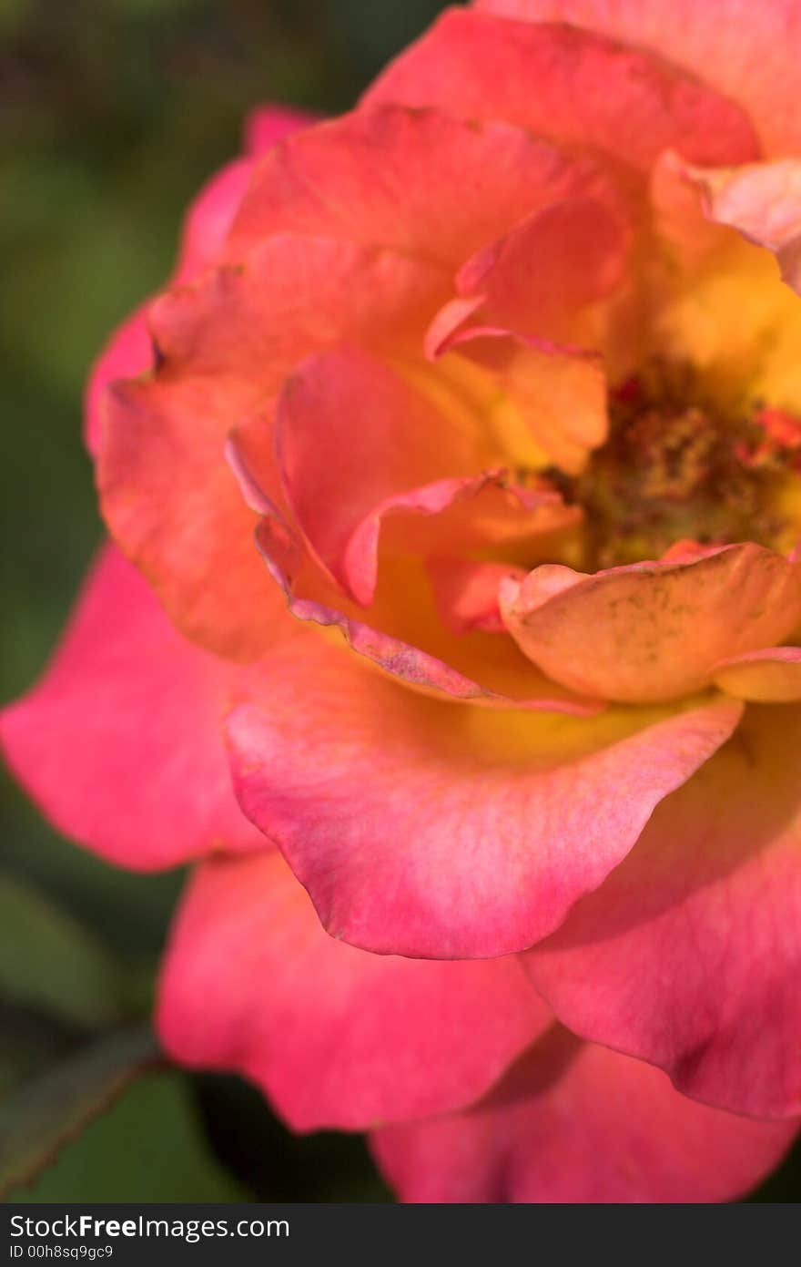 Image of a beautiful, pink and yellow rose. Image of a beautiful, pink and yellow rose