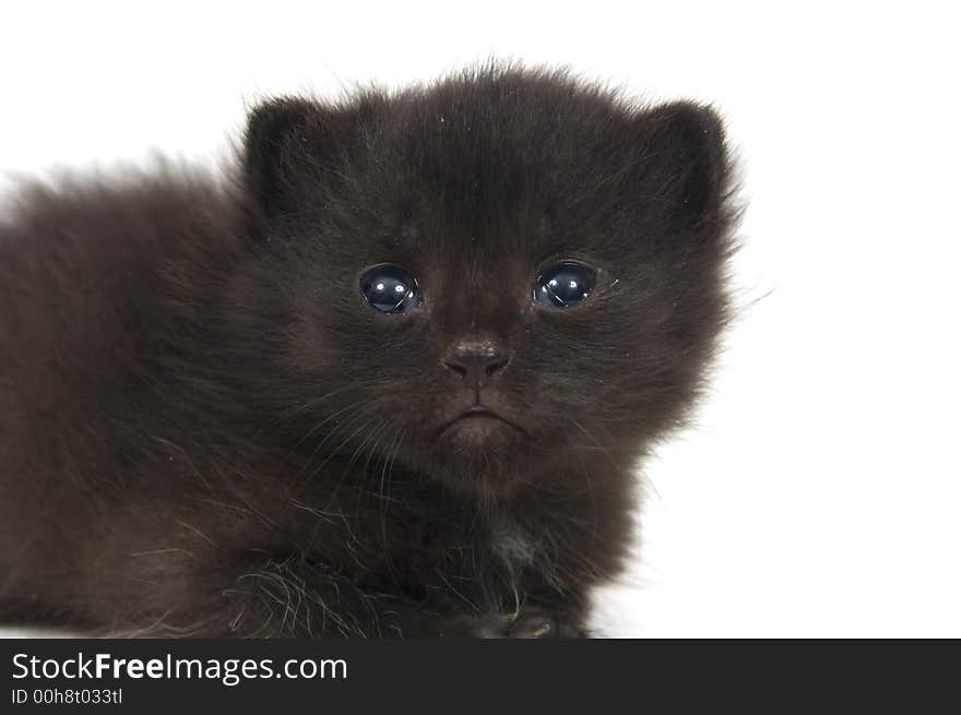 A fuzzy black kitten that just opened its eyes sits on a white background. A fuzzy black kitten that just opened its eyes sits on a white background