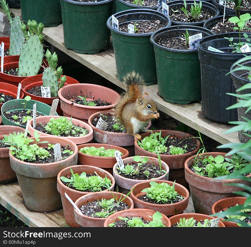 A pest at a small town gardening business. A pest at a small town gardening business