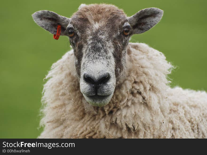 Sheeps face with red tag in ear