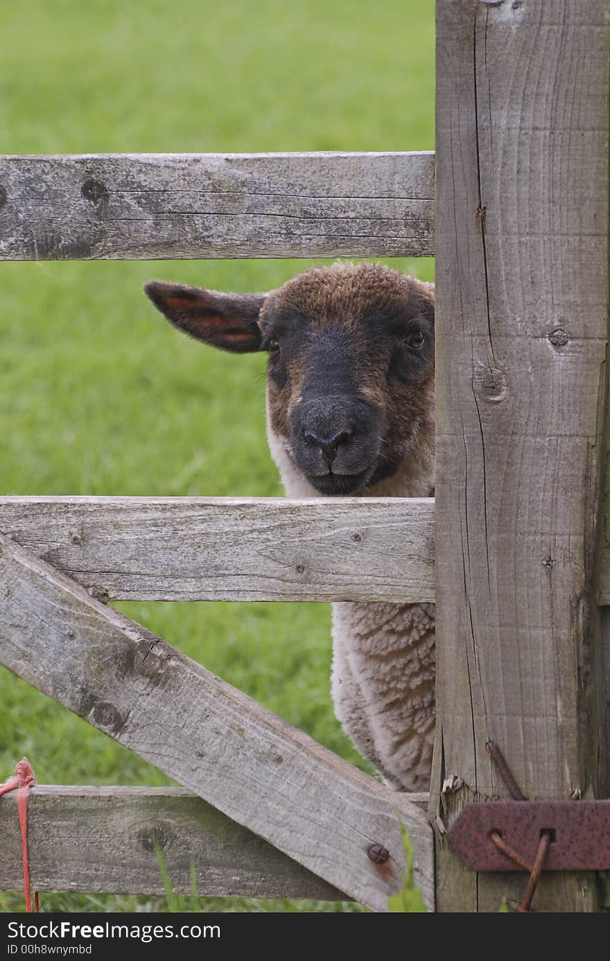 Lamb Looking Through Gate