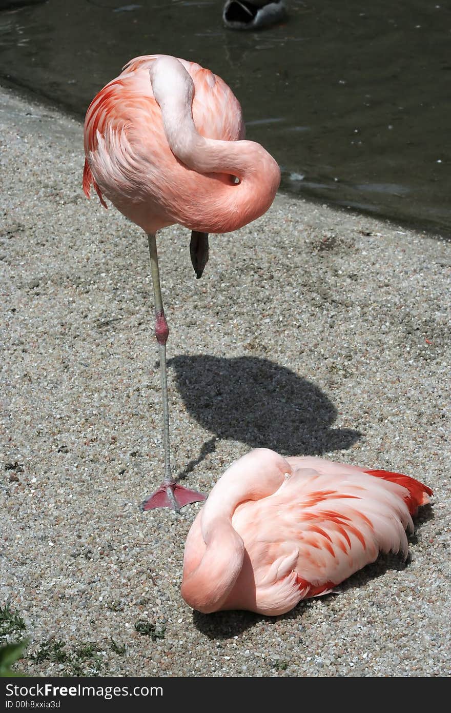 A view of a group of beautiful and colorful flamingo wandering in the lake. A view of a group of beautiful and colorful flamingo wandering in the lake