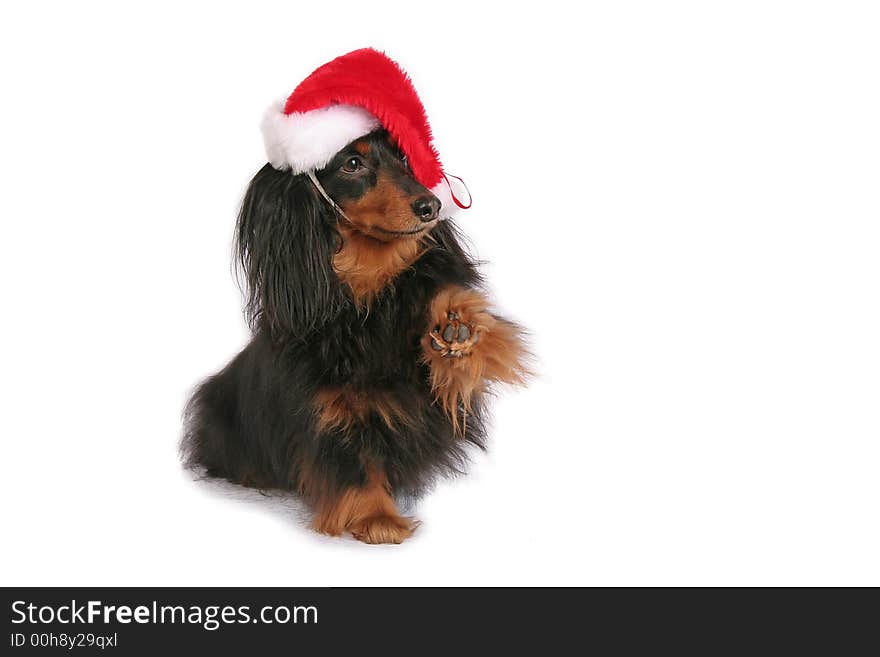 A cute Dachshund in a Christmas Santa hat with raised paw. A cute Dachshund in a Christmas Santa hat with raised paw.