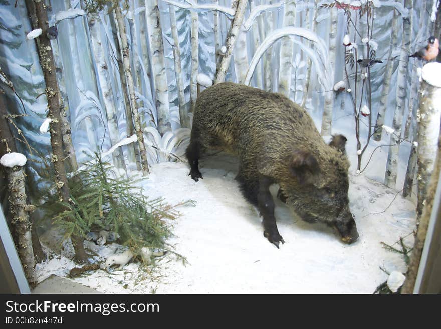 Wild boar
Point Vologda area