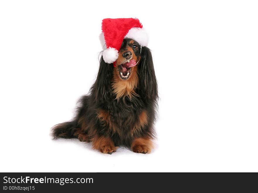 A cute Dachshund in a Santa Hat licks her lips in anticipation of goodies. A cute Dachshund in a Santa Hat licks her lips in anticipation of goodies.