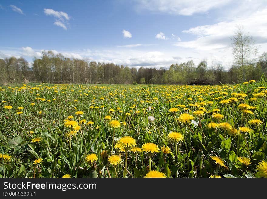 Field with dandelions