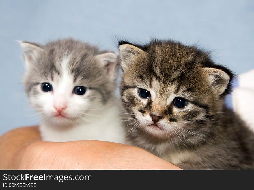 Two little kittens at the age of three weeks at bluish background and hand of woman. Two little kittens at the age of three weeks at bluish background and hand of woman.