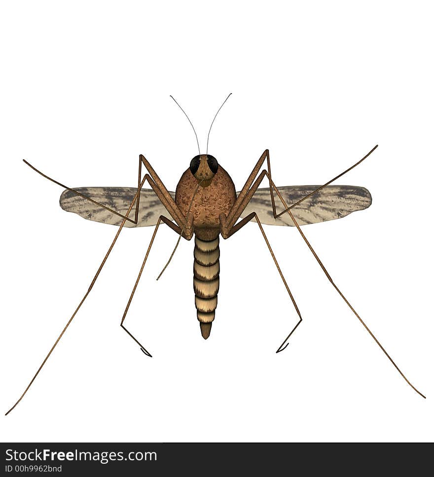 A 3d mosquito front view