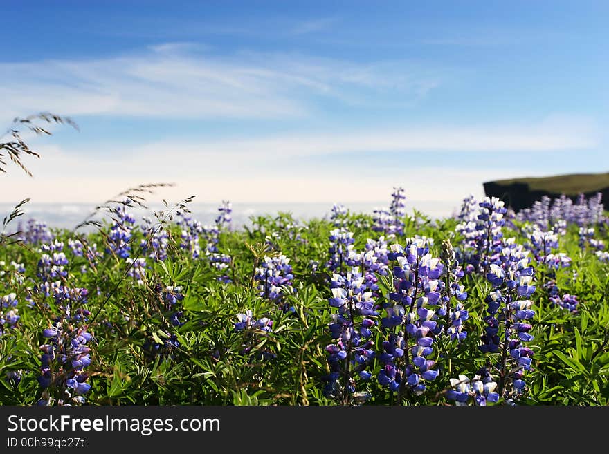 A field of lupine flowers growing in the wild, set against a partly cloudy blue sky, close focus. A field of lupine flowers growing in the wild, set against a partly cloudy blue sky, close focus