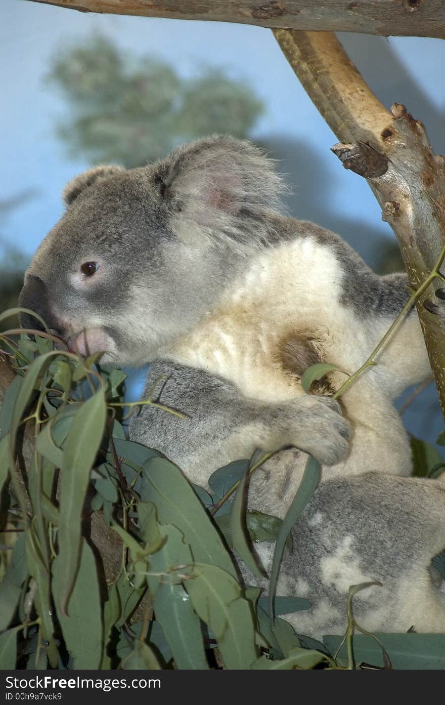 Koala Bear quietly eating gum leaves on a beautiful warm summers day