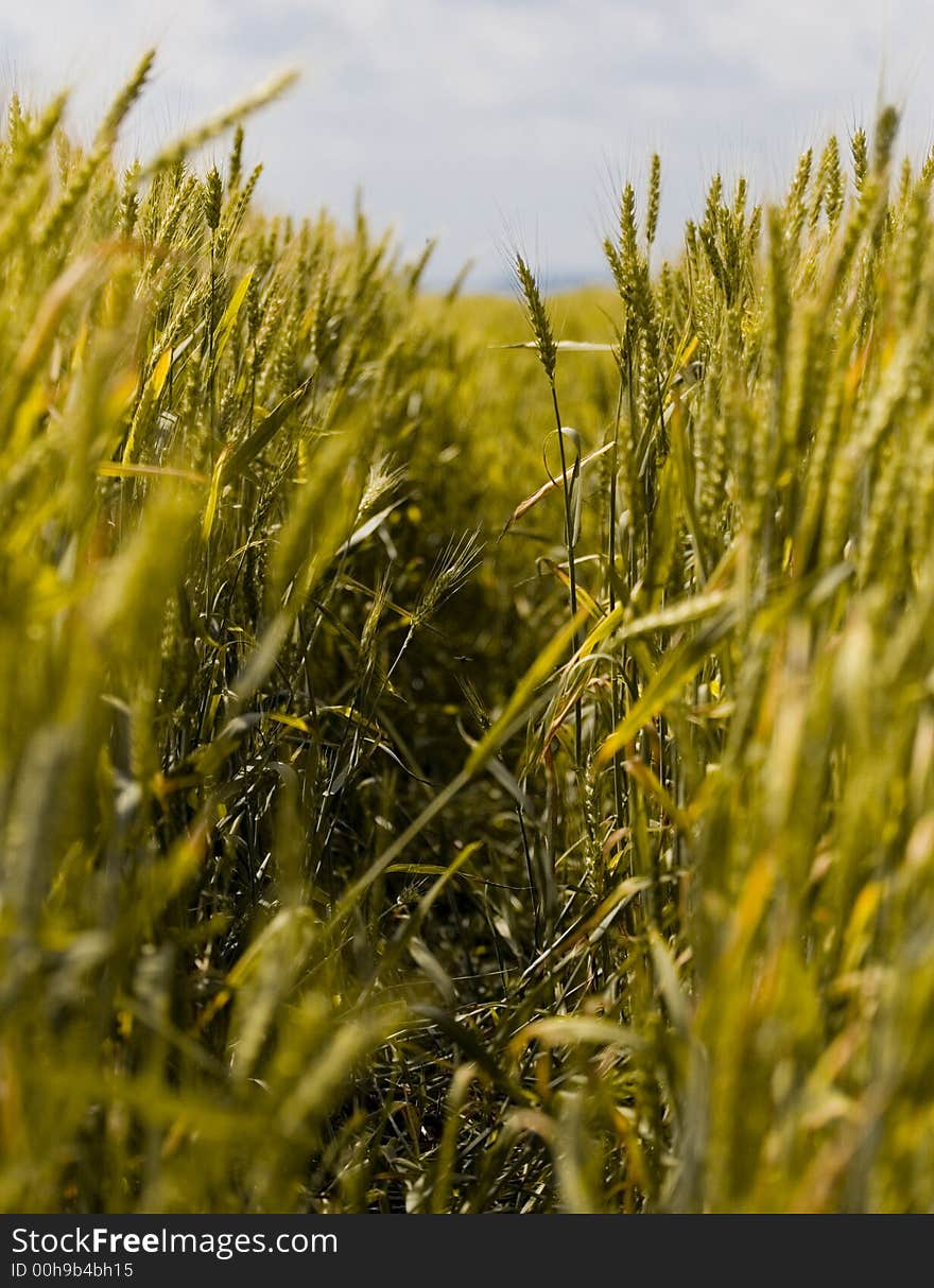 Wheat field detail