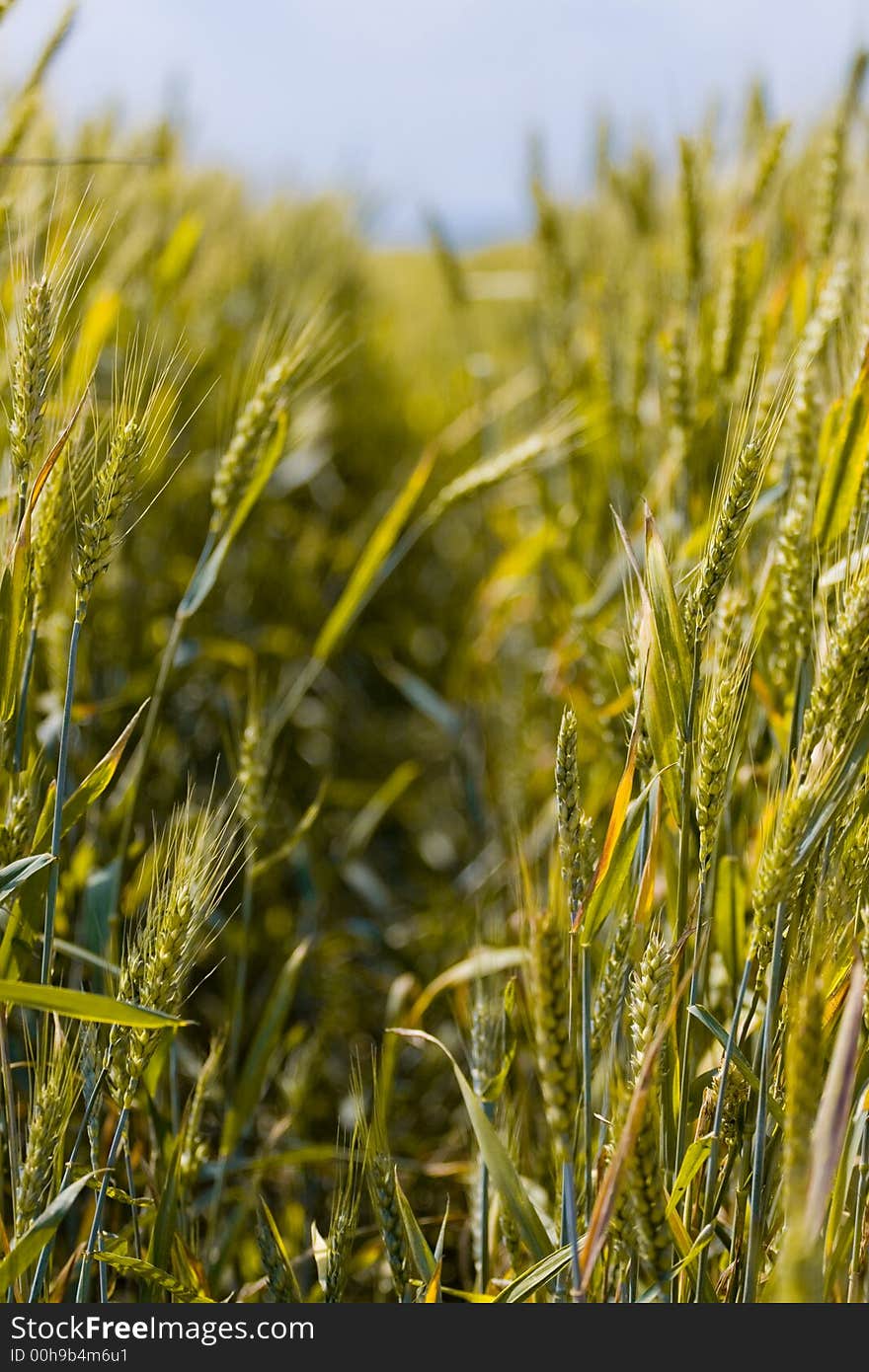 Wheat field detail