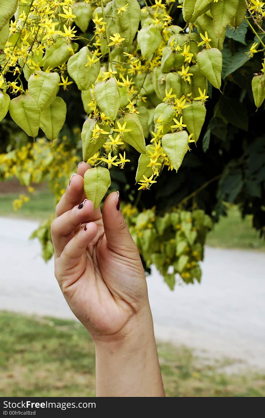 Young woman's hand grasping a hanging leaf. Young woman's hand grasping a hanging leaf.