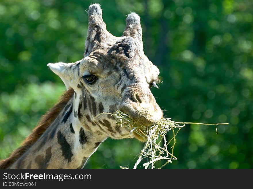 Yumm....grass..... Giraffe lunch time at the zoo.